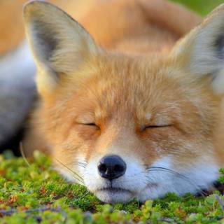 Sleeping fox wallpaper