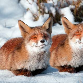 Sleeping fox wallpaper