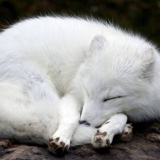 Sleeping fox wallpaper