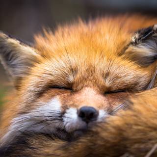 Sleeping fox wallpaper