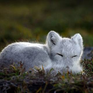 Sleeping fox wallpaper