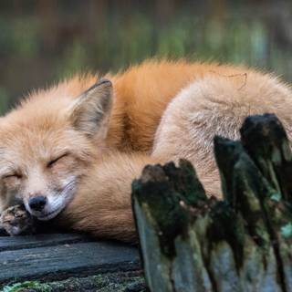 Sleeping fox wallpaper
