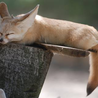 Sleeping fox wallpaper