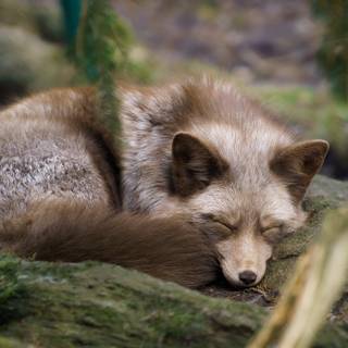 Sleeping fox wallpaper