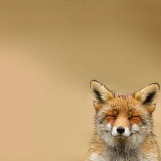 Sleeping fox wallpaper