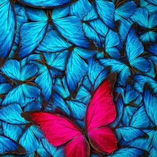 Odd one out wallpaper