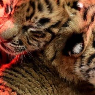 Tigers and tiger cubs wallpaper