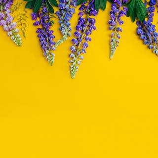 1024x1024 yellow wallpaper