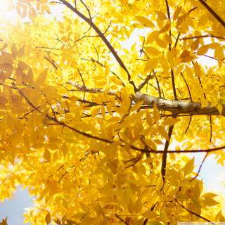 1024x1024 yellow wallpaper