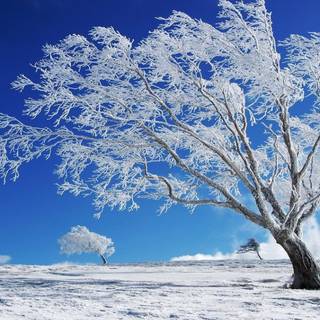 Beautiful winter tree wallpaper
