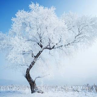 Beautiful winter tree wallpaper