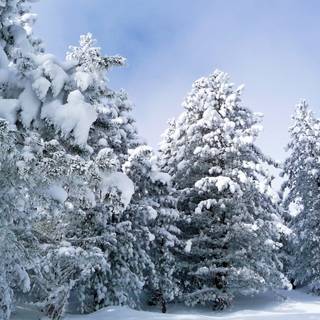 Beautiful winter tree wallpaper