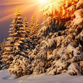 Beautiful winter tree wallpaper