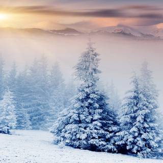 Beautiful winter tree wallpaper