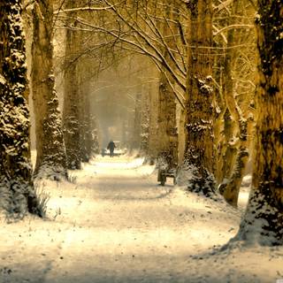 Beautiful winter tree wallpaper