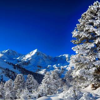 Beautiful winter tree wallpaper