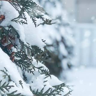 Beautiful winter tree wallpaper