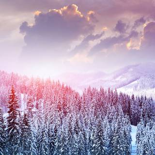 Beautiful winter tree wallpaper