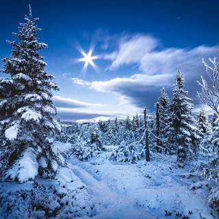 Beautiful winter tree wallpaper