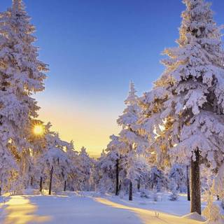 Beautiful winter tree wallpaper