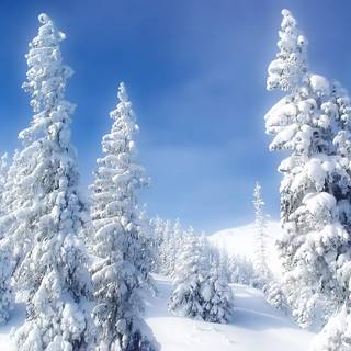 Beautiful winter tree wallpaper