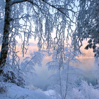 Beautiful winter tree wallpaper