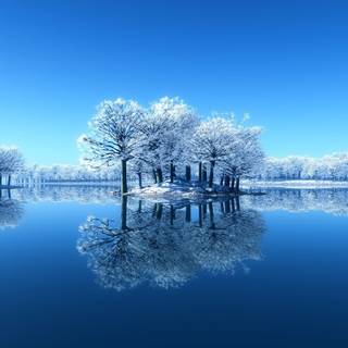 Beautiful winter tree wallpaper