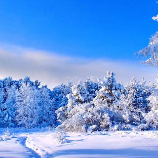 Beautiful winter tree wallpaper