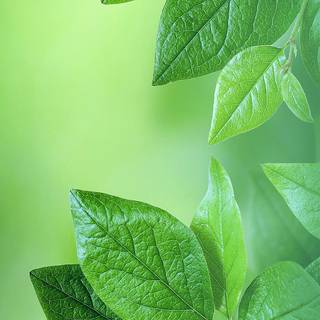 Huawei Y5 Prime wallpaper