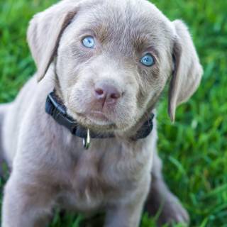 Gray Lab puppies wallpaper