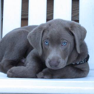 Gray Lab puppies wallpaper