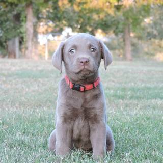 Gray Lab puppies wallpaper
