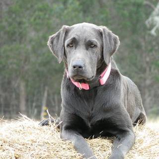 Gray Lab puppies wallpaper
