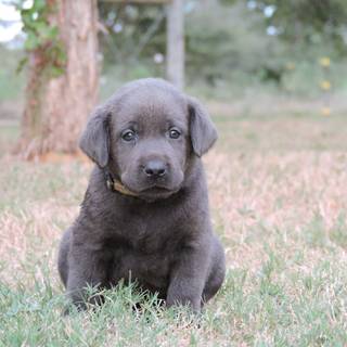 Gray Lab puppies wallpaper