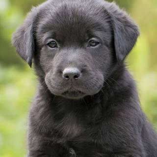 Gray Lab puppies wallpaper