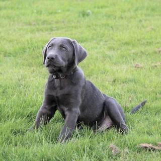 Gray Lab puppies wallpaper