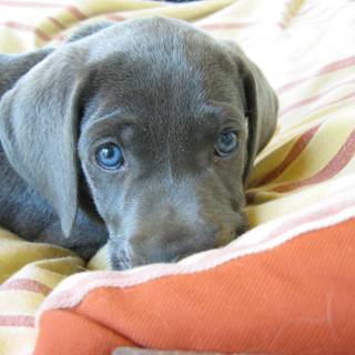 Gray Lab puppies wallpaper