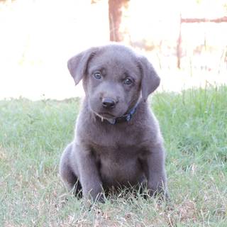 Gray Lab puppies wallpaper
