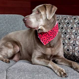 Gray Lab puppies wallpaper