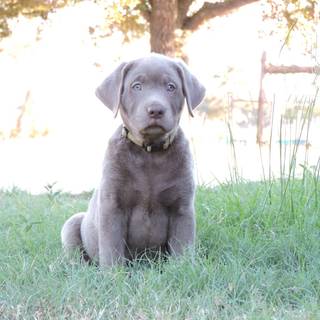 Gray Lab puppies wallpaper