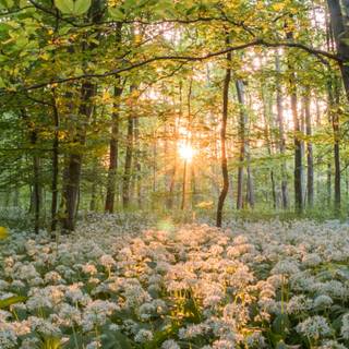 Springtime forest computer wallpaper