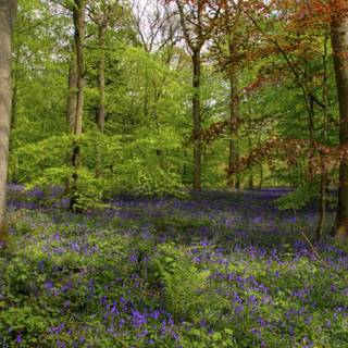 Springtime forest computer wallpaper