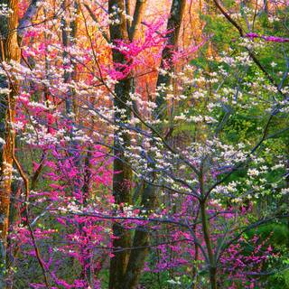 Springtime forest computer wallpaper