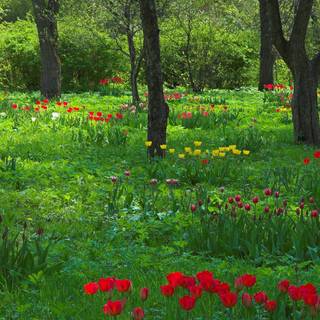 Springtime forest computer wallpaper