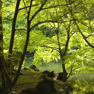 Springtime forest computer wallpaper