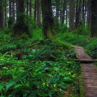 Springtime forest computer wallpaper