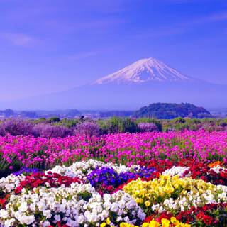 Springtime computer wallpaper