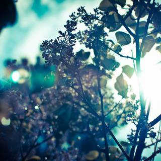 Early spring iPad wallpaper