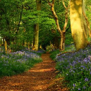 Springtime forest computer wallpaper