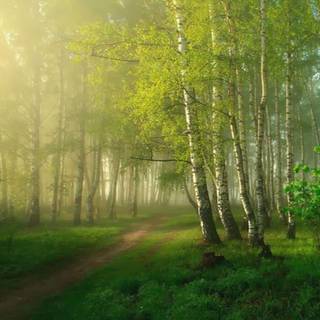 Springtime forest computer wallpaper